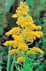 goldenrod