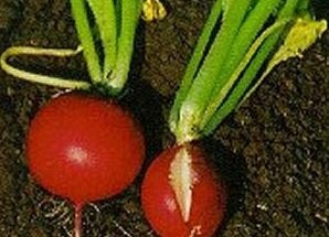 radish-splitting-extension.umn.ed