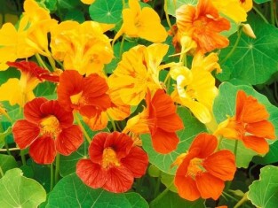 nasturtium-de-urbanseedling-com