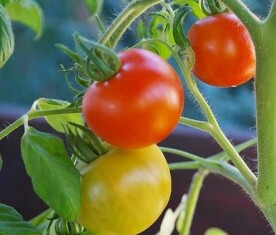 tomates-longer-lasting