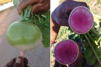 radish-watermelon