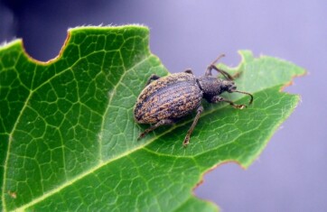 insect