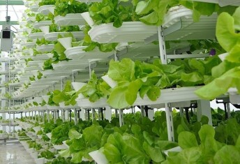 vertical-farming