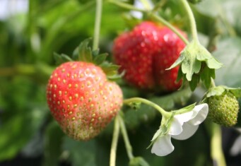 berries