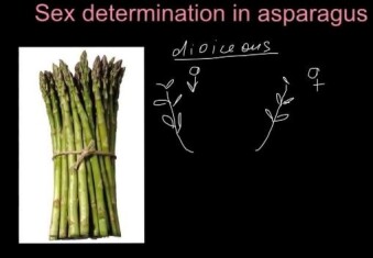 asparagus-de-youtube