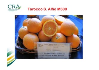 tarrocco