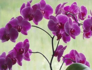 orchids