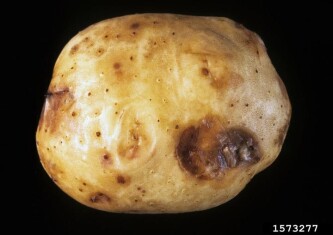 potato-petobacerium