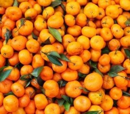 satsuma-orange