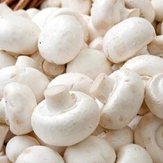 agaricus-indiamart