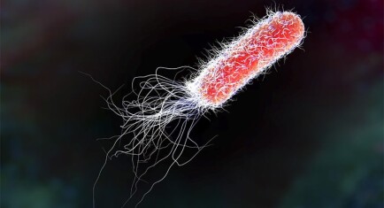 e-coli-five-facts-about-e-coli-img