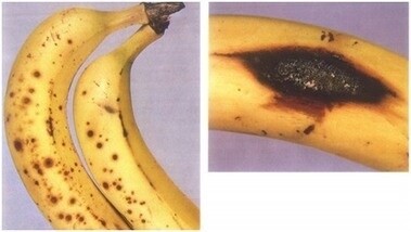 banana-colleto