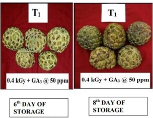 custard-apple