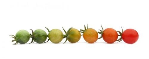 tomato-ripening-cherries-big-121132938-std-1498123126-182.68.28.60