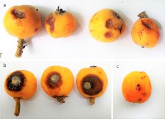 colletotrichum-eryobot41348-2019-264-fig1-html-(2)