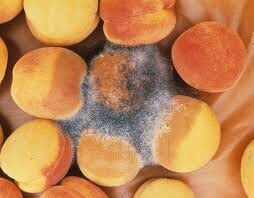 peach-rhizopus-buena