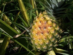 piña