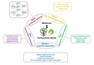 melatonin-1