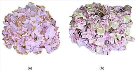 hydrangea-b-(1)-c