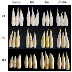 bamboo-shoots