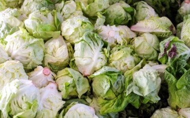 lettucepinking