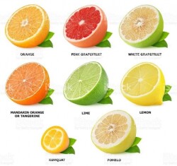 citrus-pinterest