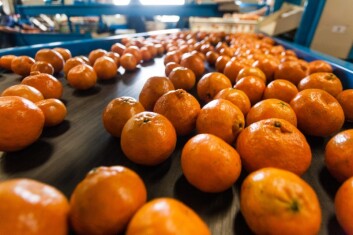 orange-production-packing-work-1204972