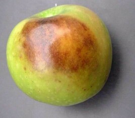 manzana-escaldado