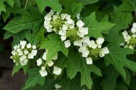 hydrangea