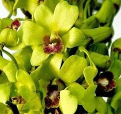 dendrobium-burana-jade-de-mayesh-com