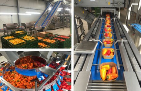 koppert-machines-snack-bell-pepper-line