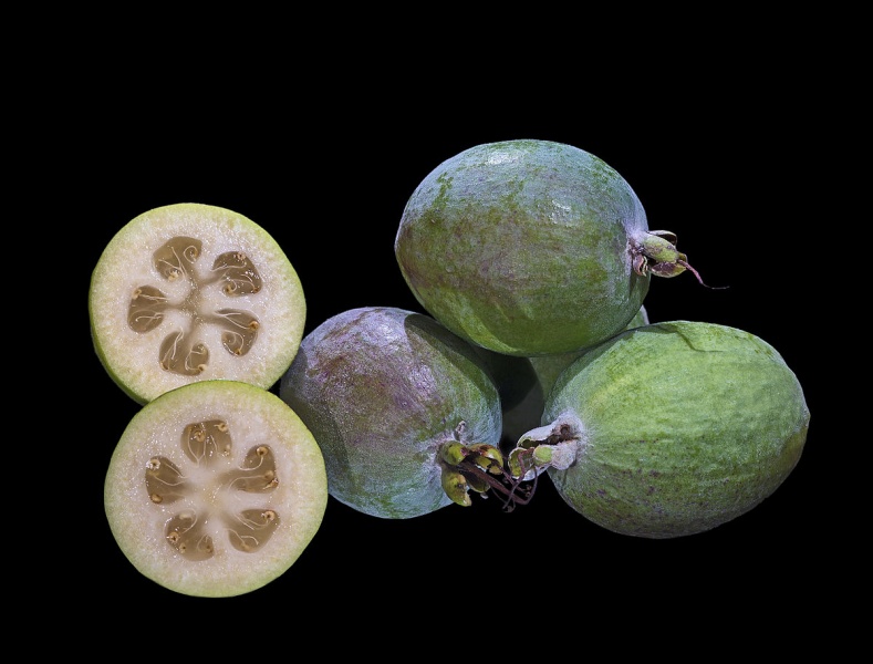 acca-sellowiana-fruit-mhnt-fronton