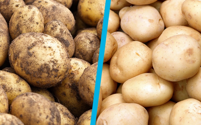 potato-comparison-cleancut-1