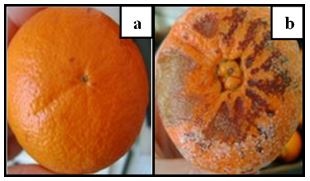 citrosol-potassium-sorbate