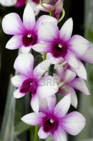 orquidea-123-rf