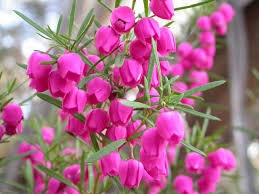 boronia