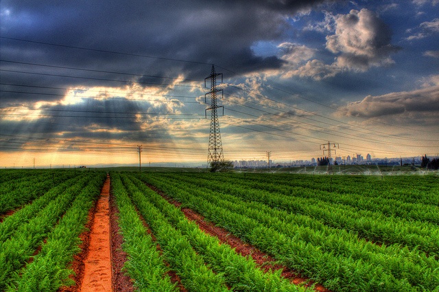 carrot-field