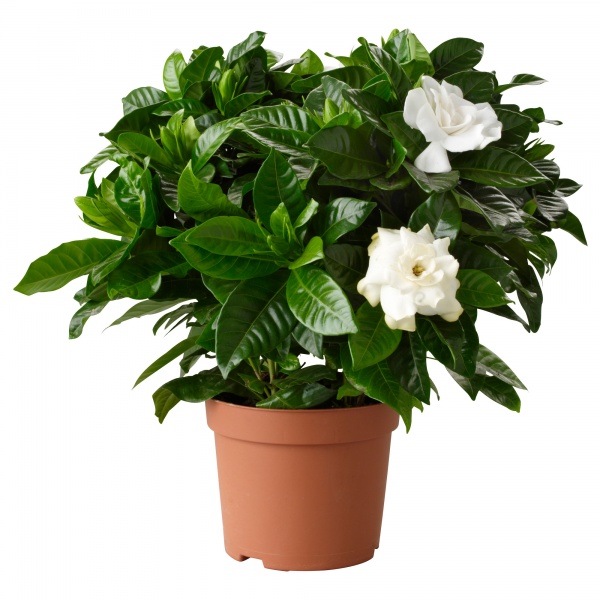 potted-plant-de-ikea-com