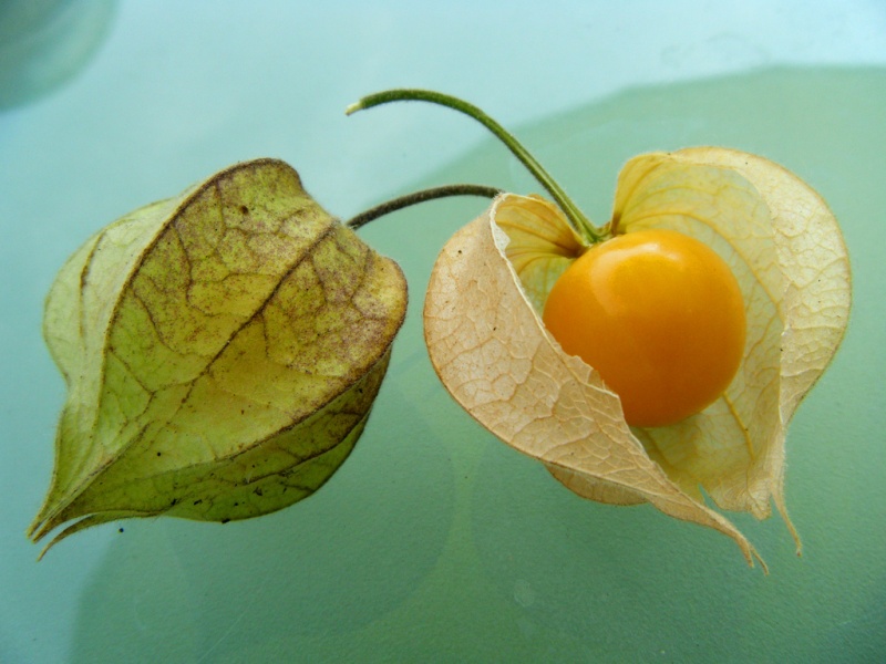 physalis-de-flickr