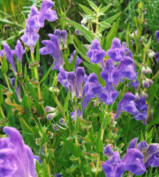 scutellaria-baicalensis-2