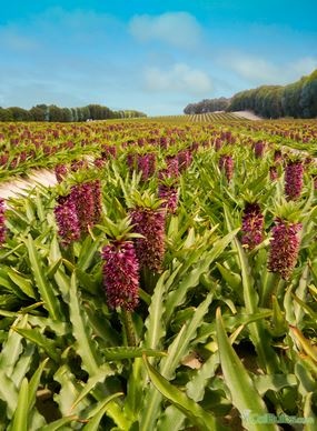 eucomis