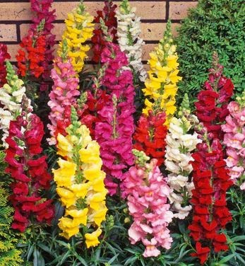 snapdragon-australianseedcom