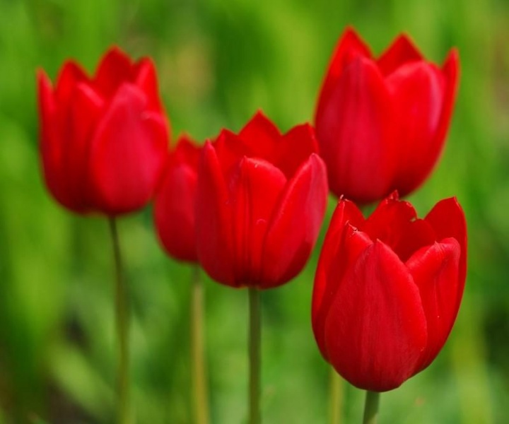 nombre-de-flores-bonitas-tulipanes