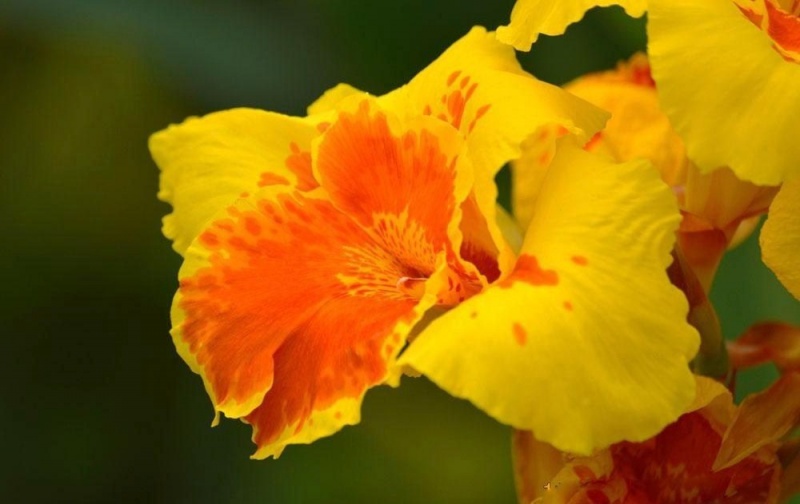 lista-de-flores-bonitas-canna