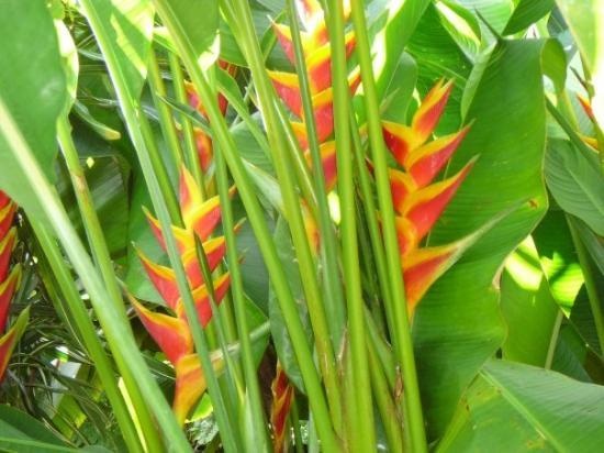 heliconia-bihai