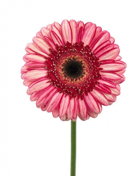 gerbera-pinterest