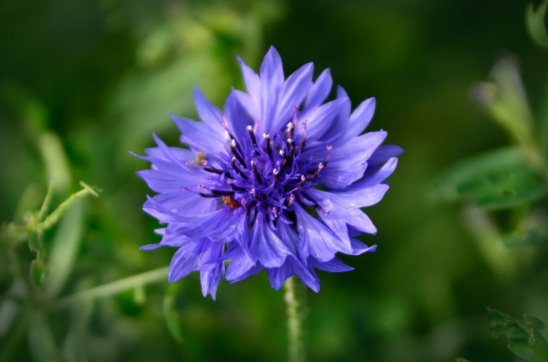 acianos-centaurea-cyanos