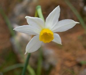 narcissus