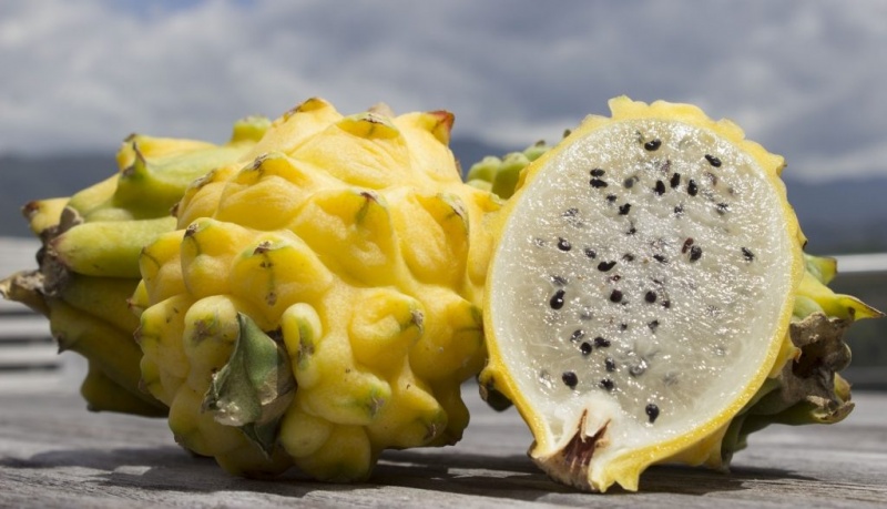 pitahaya-amarilla-1024x588