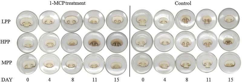 mushroom-1-s2.0-s0925521419306489-gr4-lrg